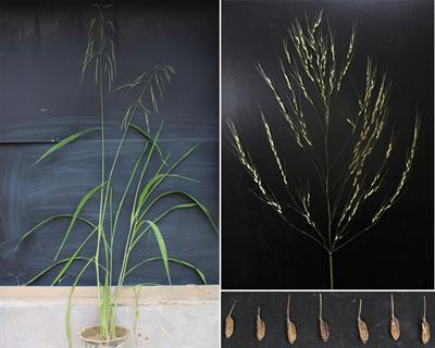 Genome-wide and pan-genomic analysis reveals rich variants of NBS-LRR genes in a newly developed wild rice line from Oryza alta Swallen